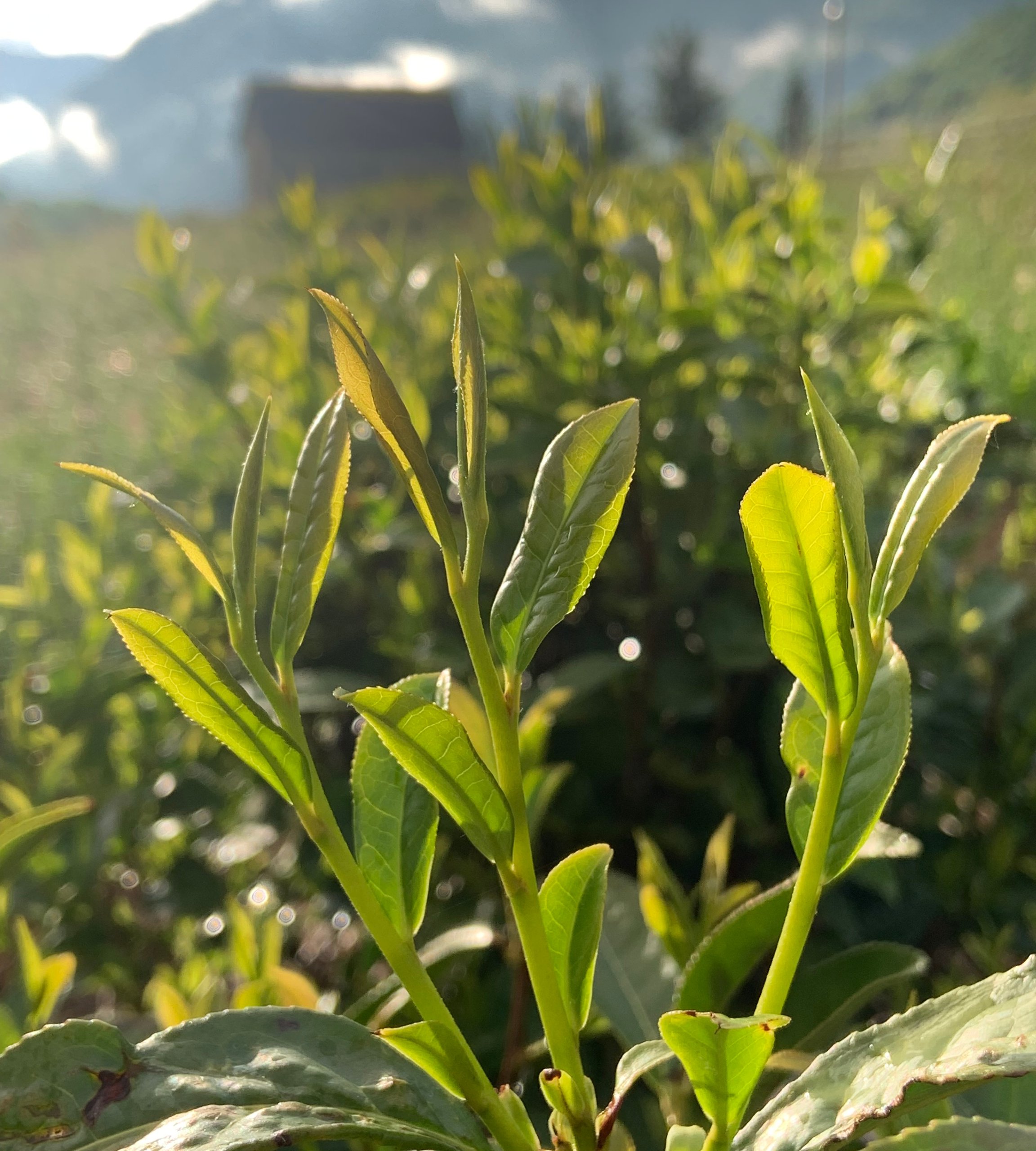 Italian tea plants