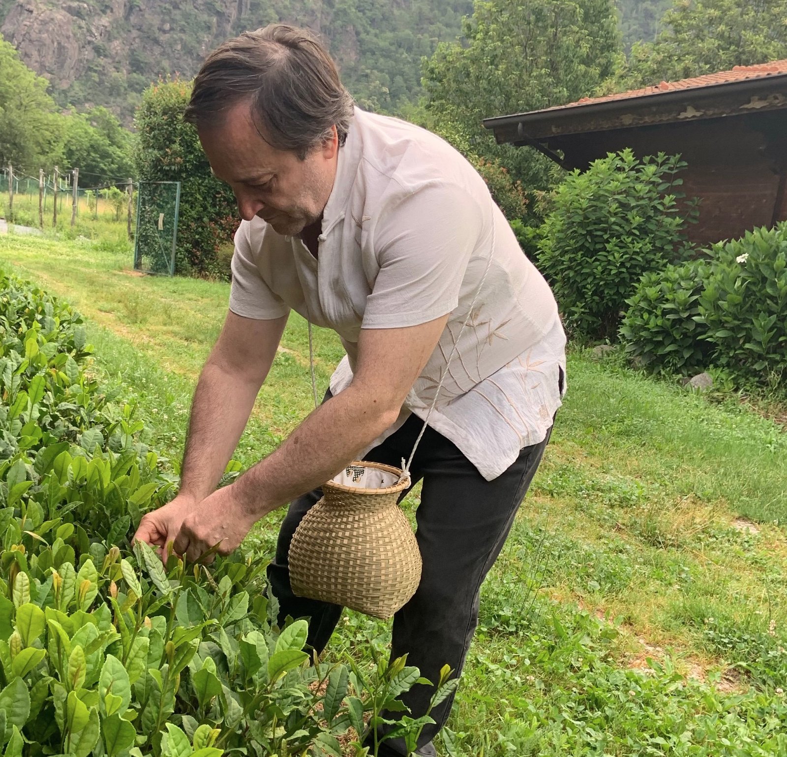 Marco Bertona picking leaves Italian tea garden