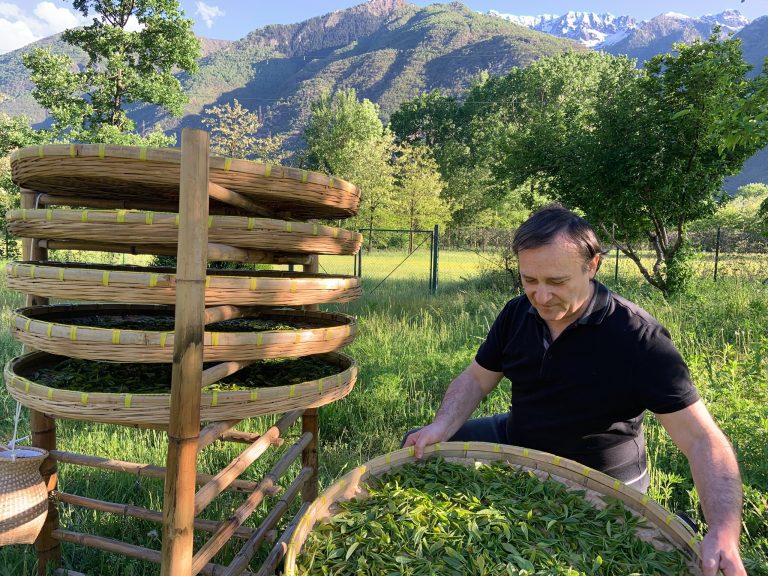 Marco Bertona — Tea Processor