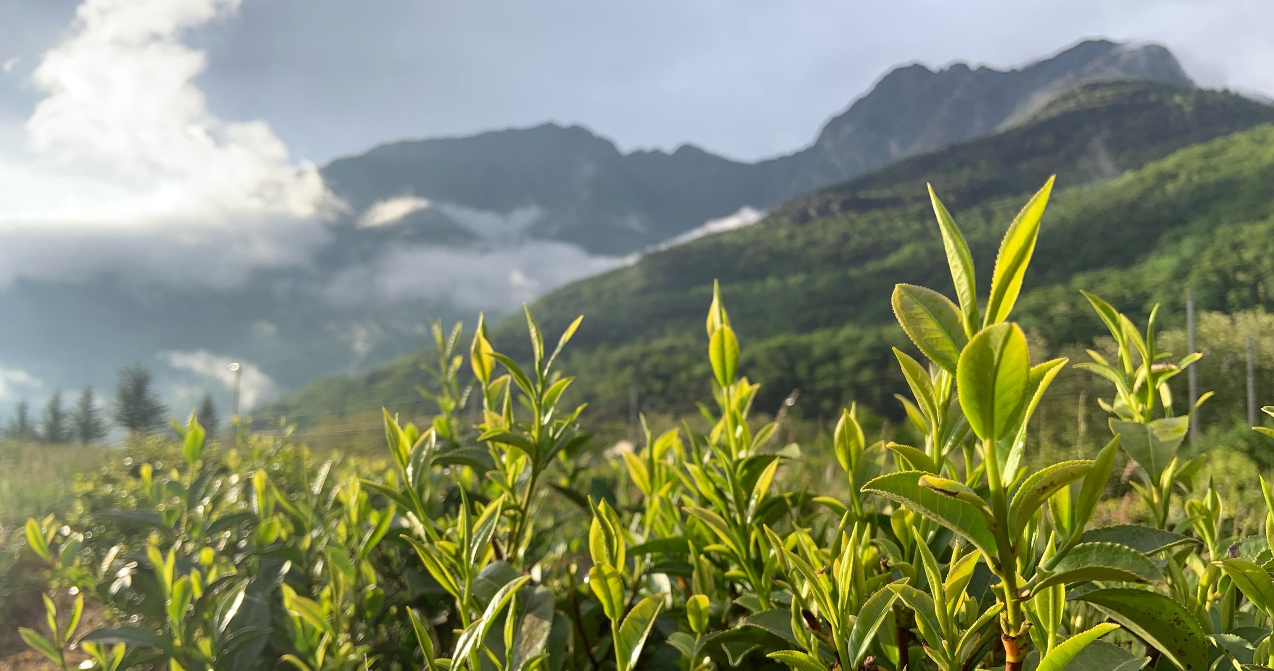Italian tea garden