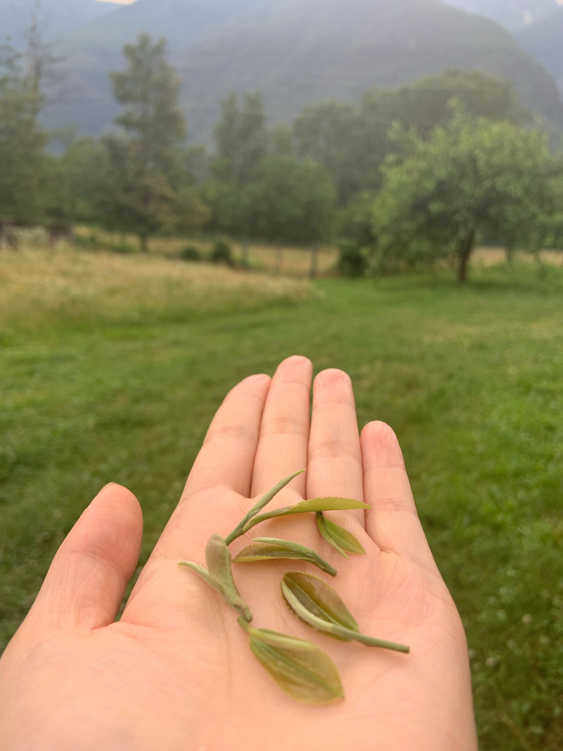 hight standard italian tea leaves